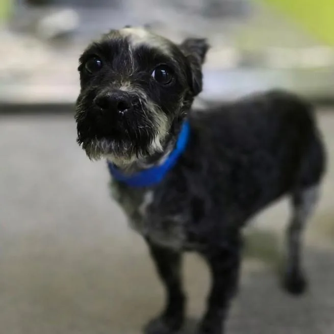 A senior small-sized male Black Chihuahua dog named Mighty Thor for adoption in San Jacinto, CA