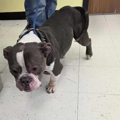 Glop Of Gravy thumbnail 2