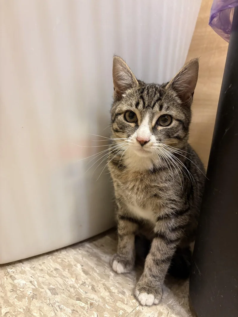 A baby small-sized male Domestic Short Hair cat named Snickers for adoption in Yardley, PA