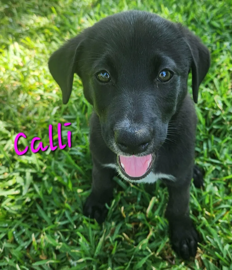 A baby medium-sized female Black Labrador Retriever dog named Calli CS for adoption in Columbia, MD