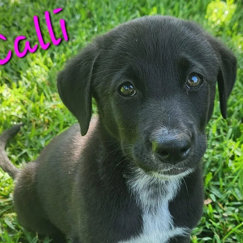 Calli CS thumbnail 2