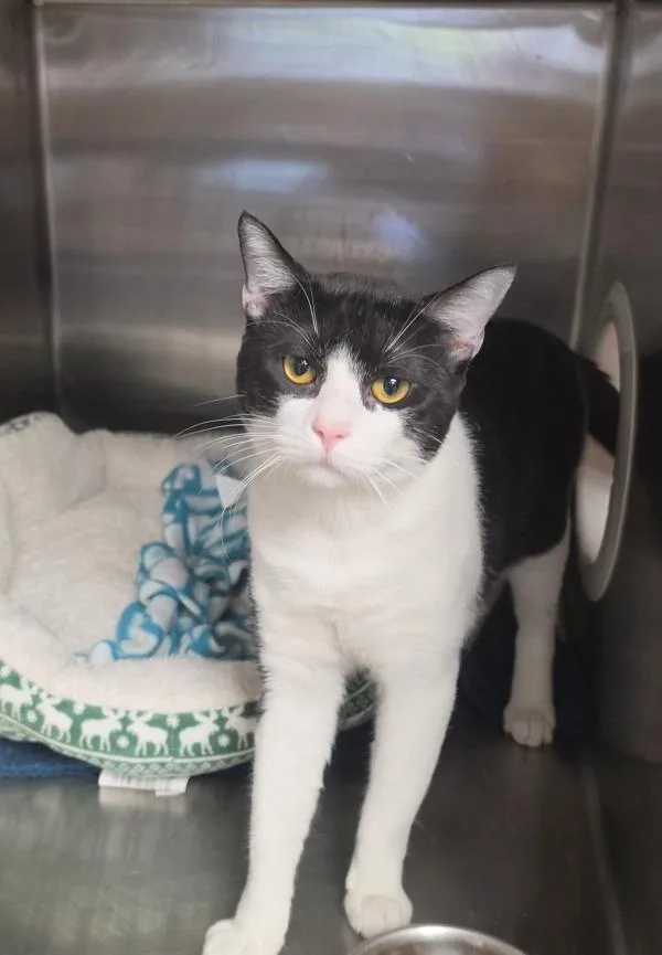 A young medium-sized male Domestic Short Hair cat named Einstein for adoption in Cleveland, TN
