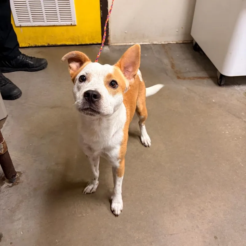 An adult medium-sized male Red / Chestnut / Orange Cattle Dog dog named Rowdy for adoption in Bryan, TX