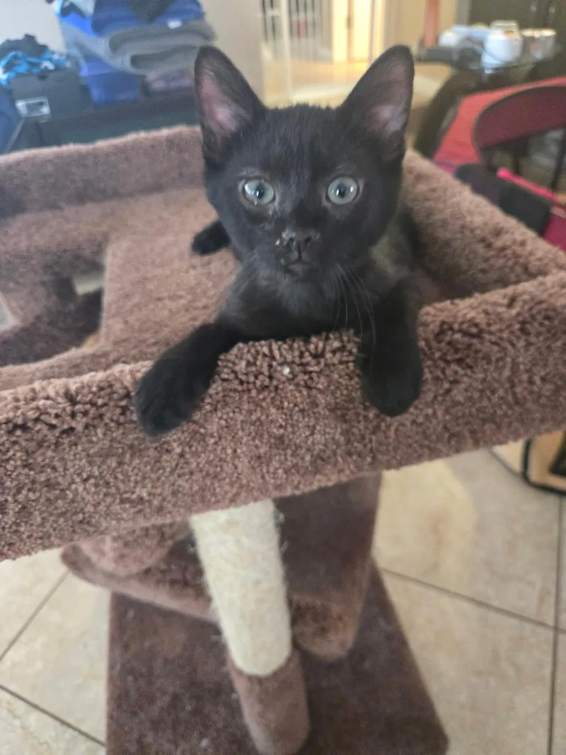 A baby medium-sized male Black Domestic Short Hair cat named Benny for adoption in Riverside, CA