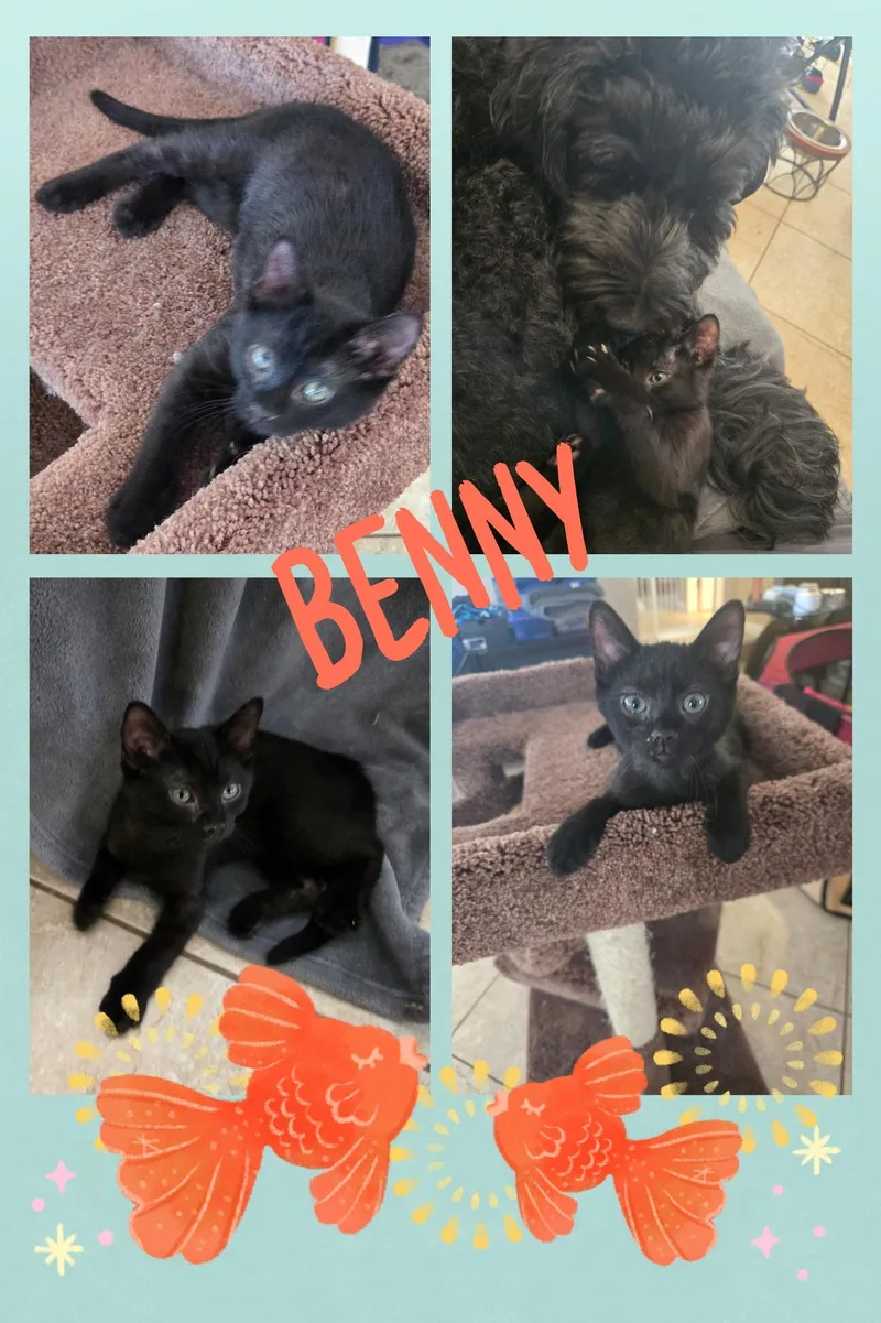 Benny thumbnail 2