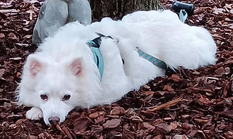 A young small-sized female White / Cream American Eskimo Dog dog named Pearl for adoption in North Olmsted, OH