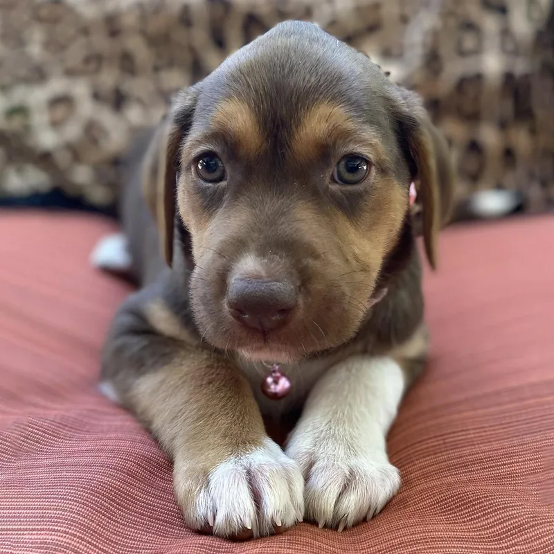 A baby large-sized female Shepherd dog named Africa Pup  Tunisia for adoption in San Diego, CA