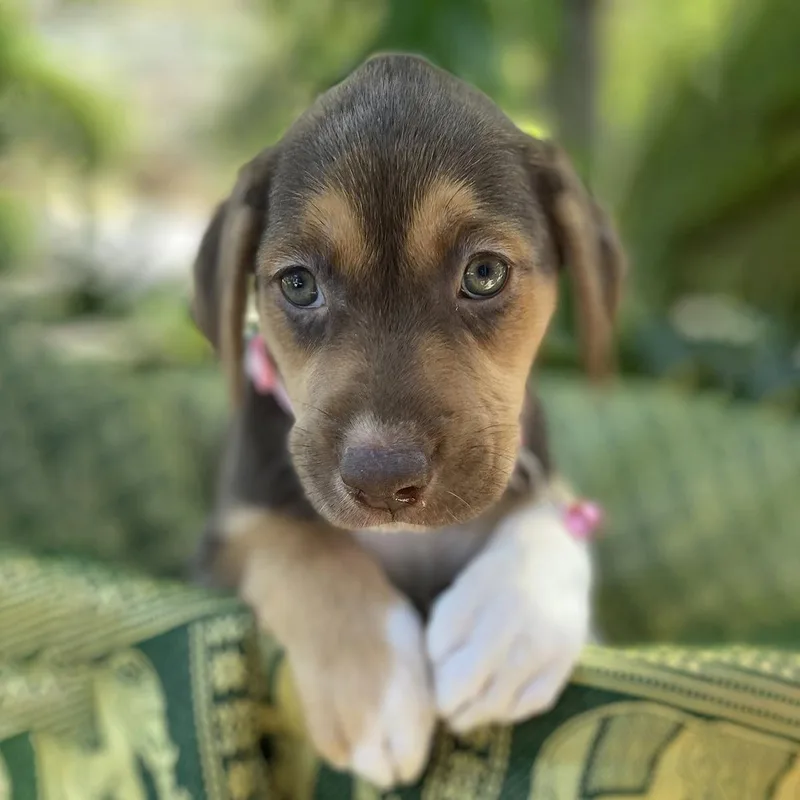 Africa Pup  Tunisia thumbnail 3