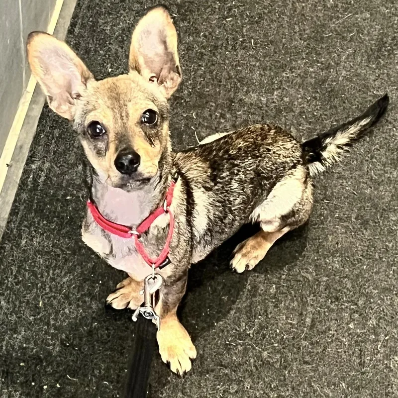 A baby small-sized male Brown / Chocolate Dachshund dog named Zen for adoption in Brooklyn, NY