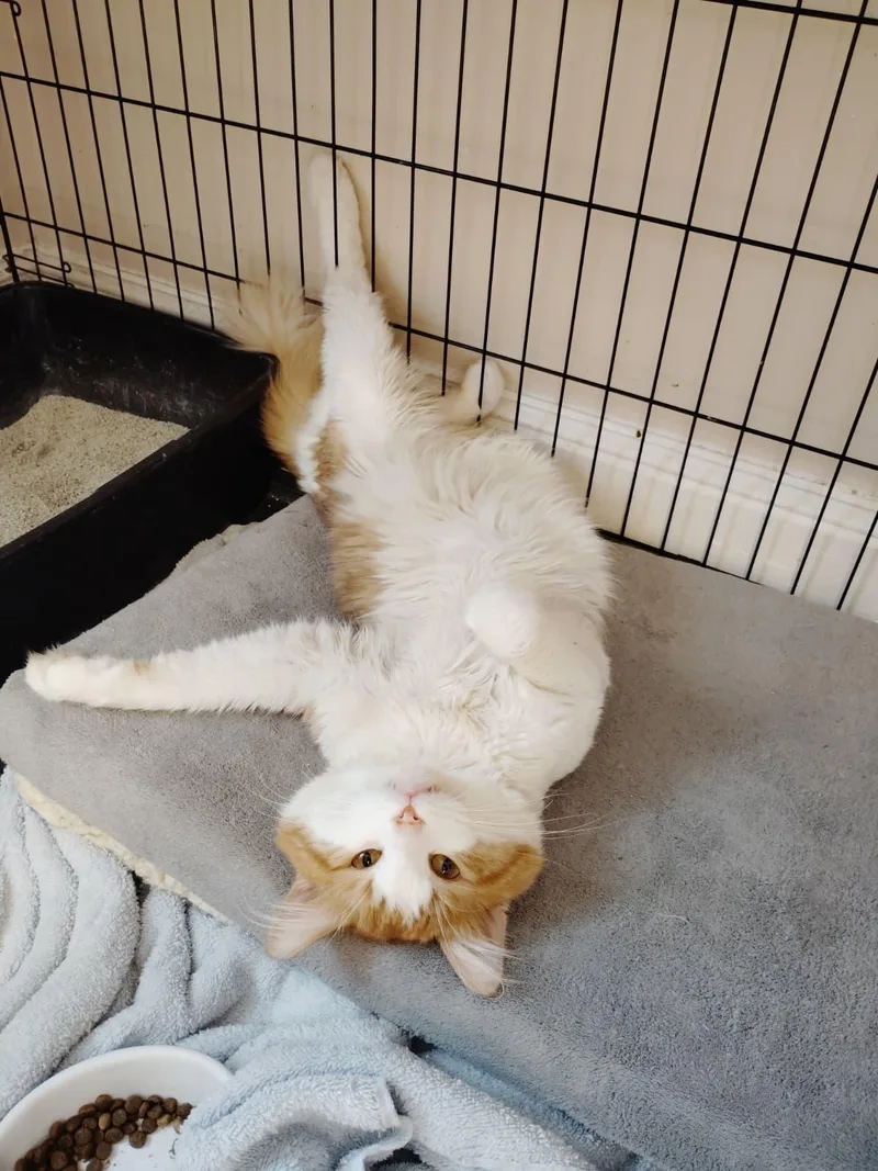 A young large-sized male Domestic Long Hair cat named Shelby for adoption in New Bedford, MA