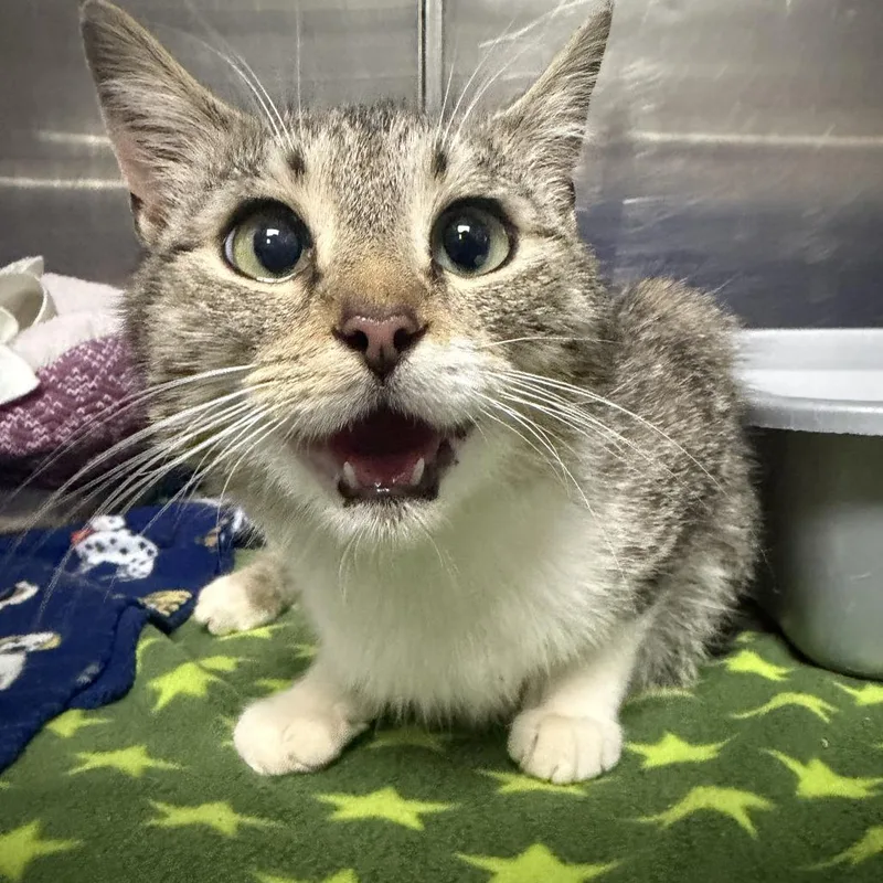 A young medium-sized female Gray / Blue / Silver Domestic Short Hair cat named Marvel for adoption in Marion, VA