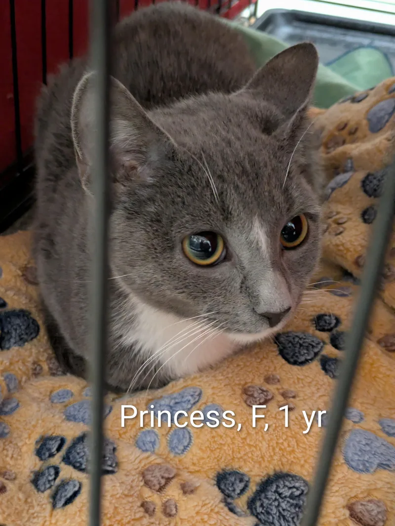 An adult medium-sized female Gray & White Domestic Short Hair cat named Princess for adoption in Bedford, VA