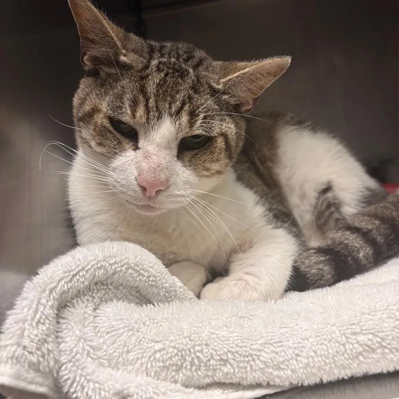 A senior large-sized male White Domestic Short Hair cat named Gramps for adoption in Austin, TX
