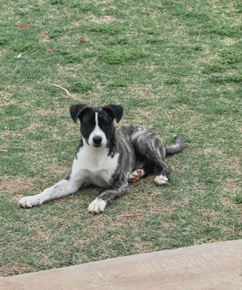 A baby medium-sized male Brindle Australian Cattle Dog / Blue Heeler dog named Rocket for adoption