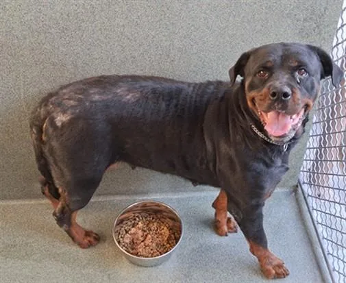 An adult extra large-sized female Rottweiler dog named Laika for adoption in Gardena, CA