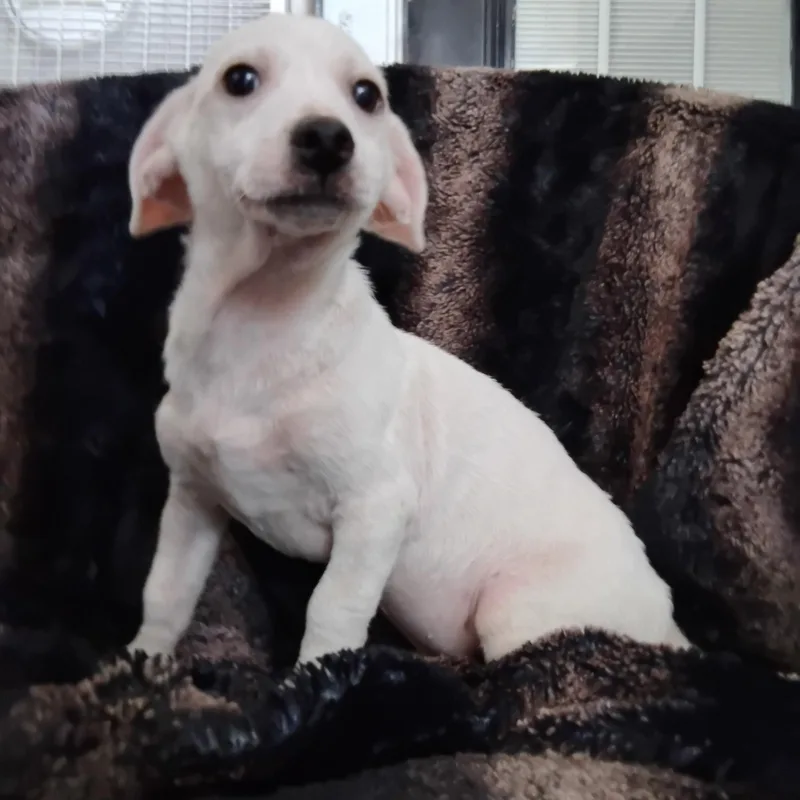 A baby small-sized male Chihuahua dog named Spike for adoption in Winter haven, FL