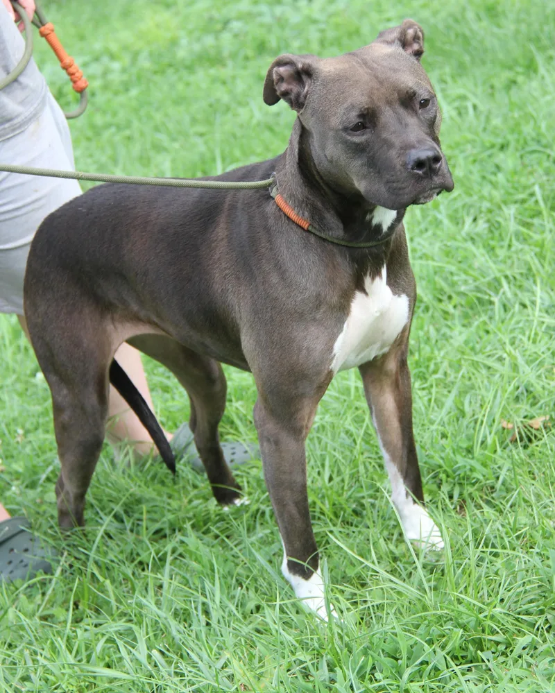 Nova Ann