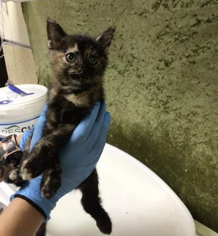 A baby small-sized female Domestic Short Hair cat named Angel for adoption in Riverside, CA