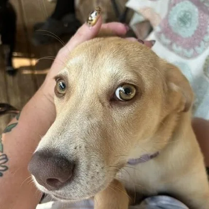 A baby medium-sized female Yellow Labrador Retriever dog named Honey Comb for adoption in Andover, MA
