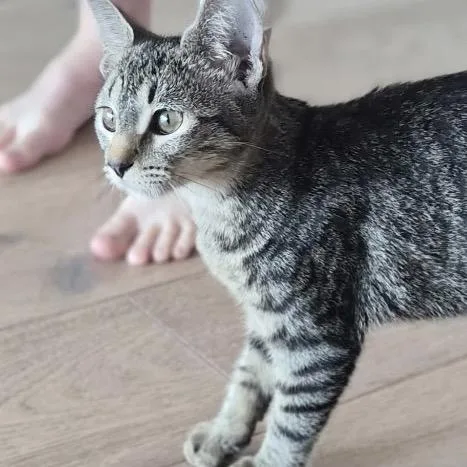 A baby small-sized female Brown / Chocolate Domestic Short Hair cat named Tang for adoption in Kyle, TX