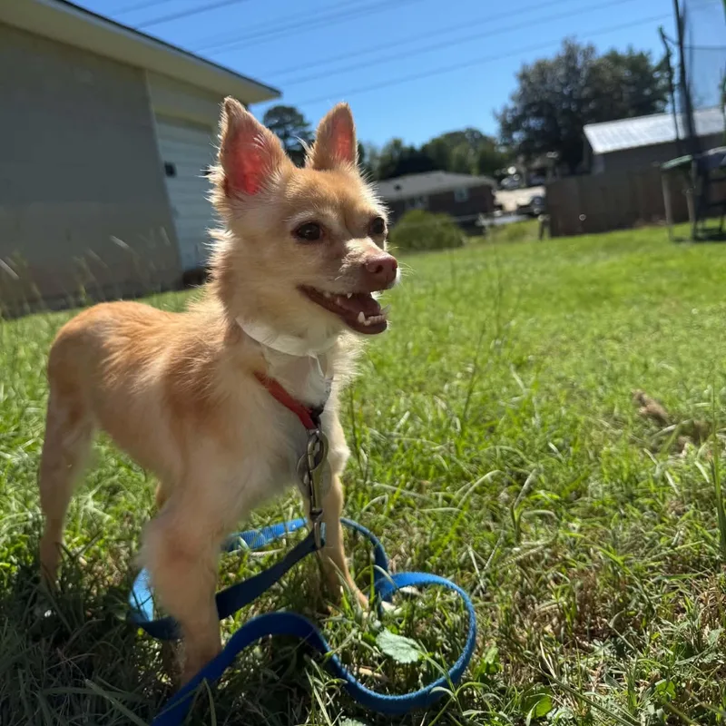 A young small-sized female Golden Chihuahua dog named Brenda for adoption in Greenville, SC