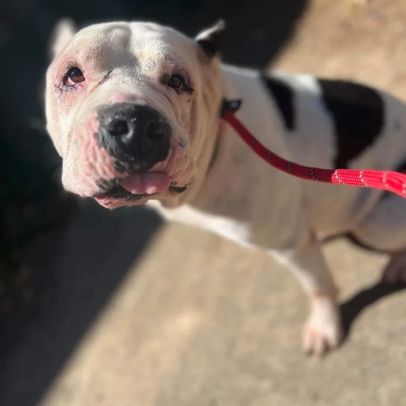A senior large-sized male White / Cream American Staffordshire Terrier dog named Burger for adoption in Long Island City, NY