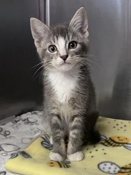 A baby small-sized male Domestic Short Hair cat named Vanuatu for adoption in Houston, TX