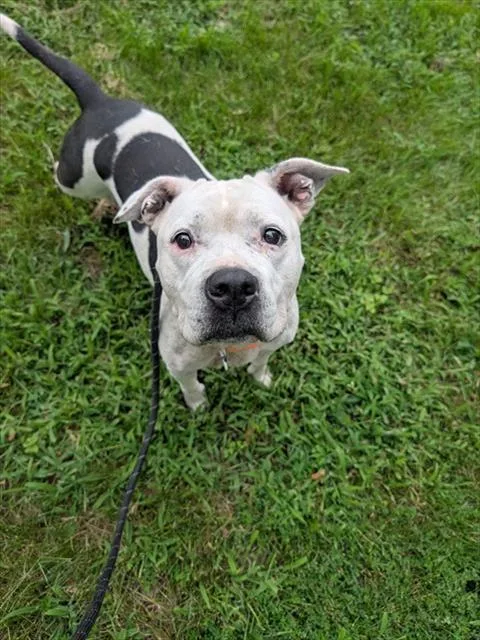 An adult medium-sized female Pit Bull Terrier dog named Arden for adoption in Upper Marlboro, MD