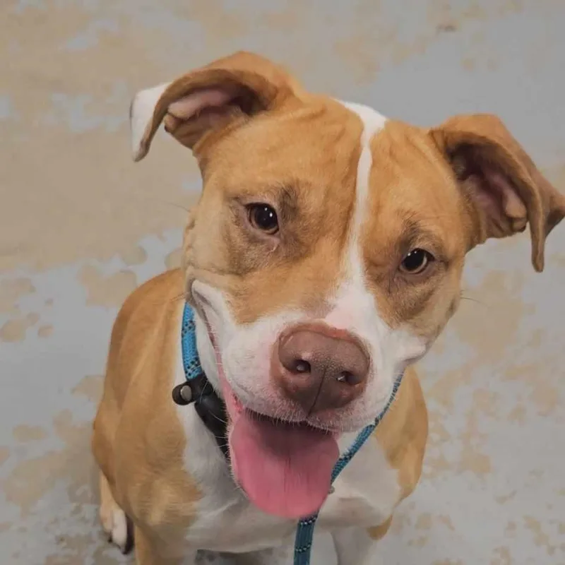 An adult medium-sized female Yellow / Tan / Blond / Fawn Mixed Breed dog named Jessica for adoption in Philadelphia, PA