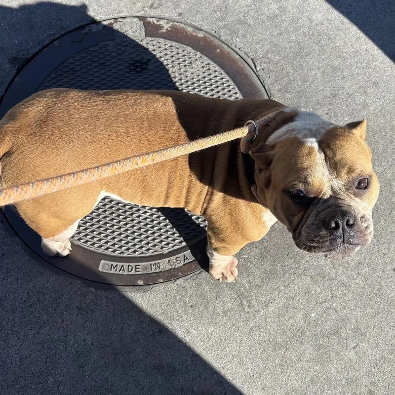 A baby medium-sized female Brown / Chocolate Mixed Breed dog named Roxy for adoption in Davenport, IA