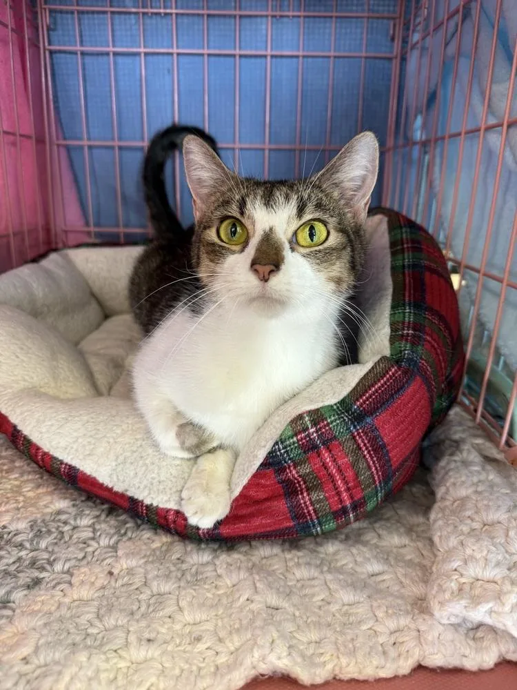 An adult medium-sized female Domestic Short Hair cat named Guarana for adoption in Dallas, TX