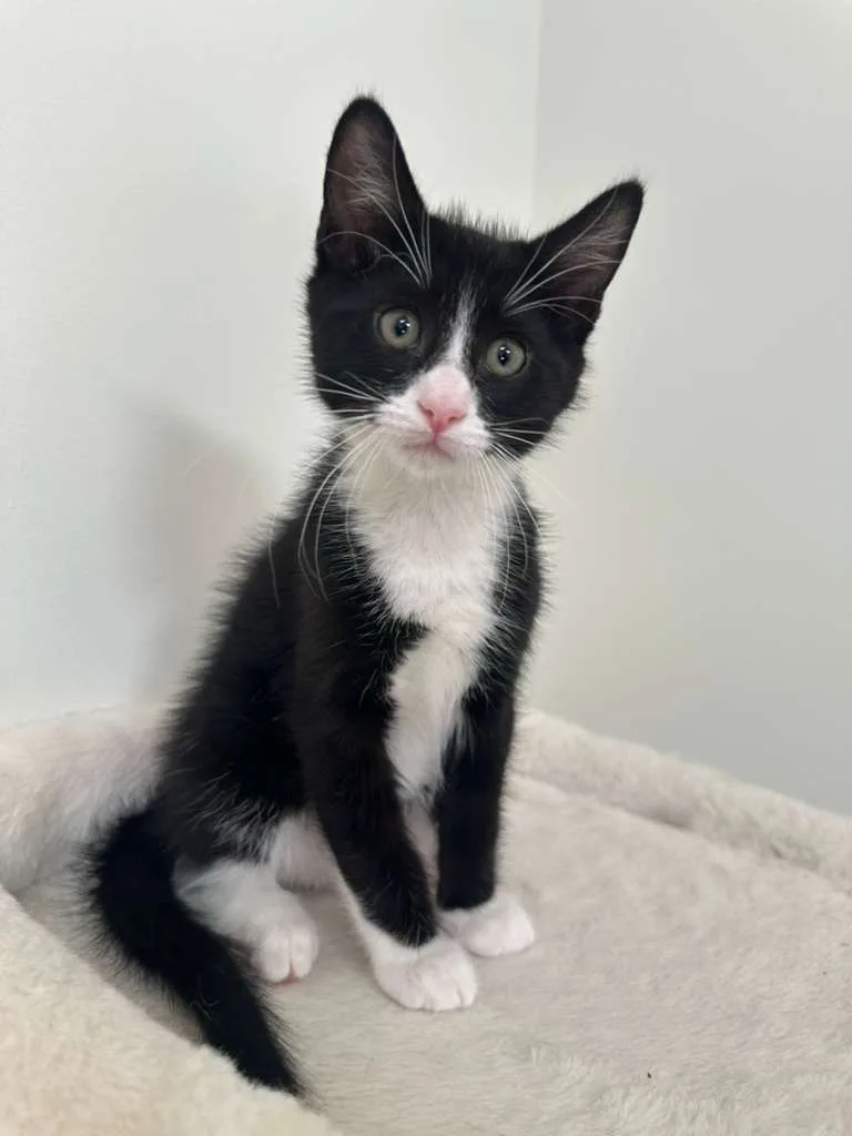 Parker (bonded w/ Dustin