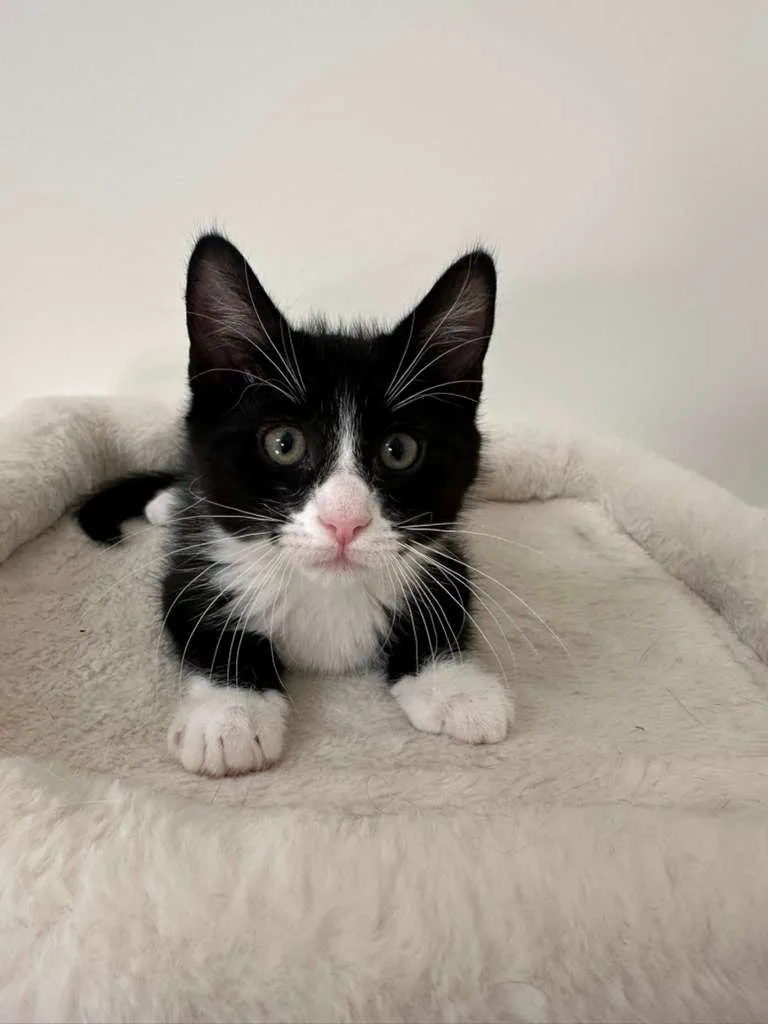 Parker (bonded w/ Dustin thumbnail 3