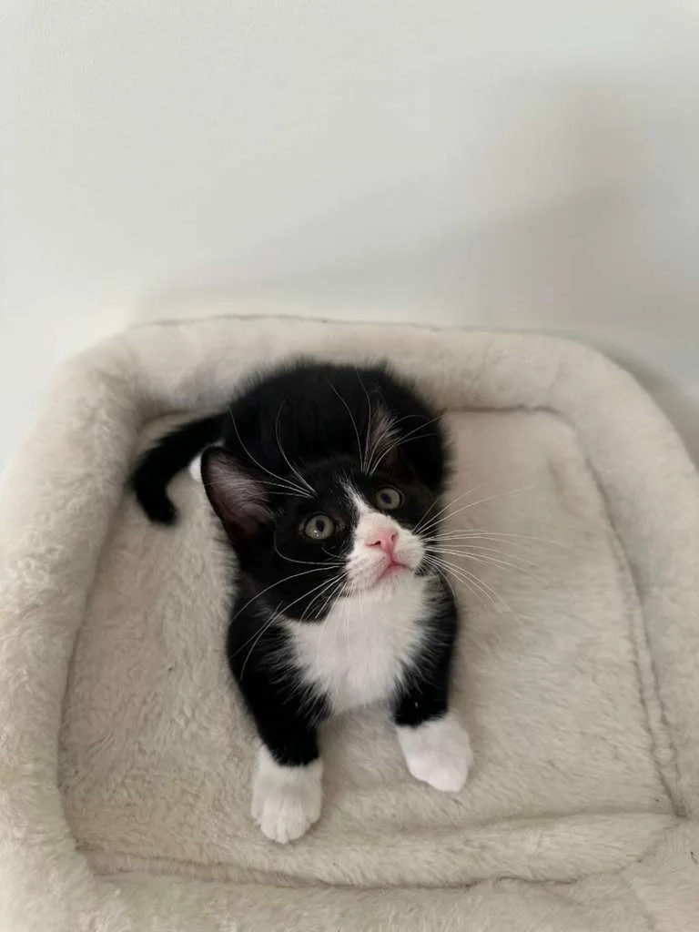 Parker (bonded w/ Dustin thumbnail 2