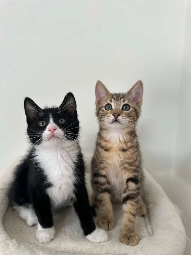 Parker (bonded w/ Dustin thumbnail 7