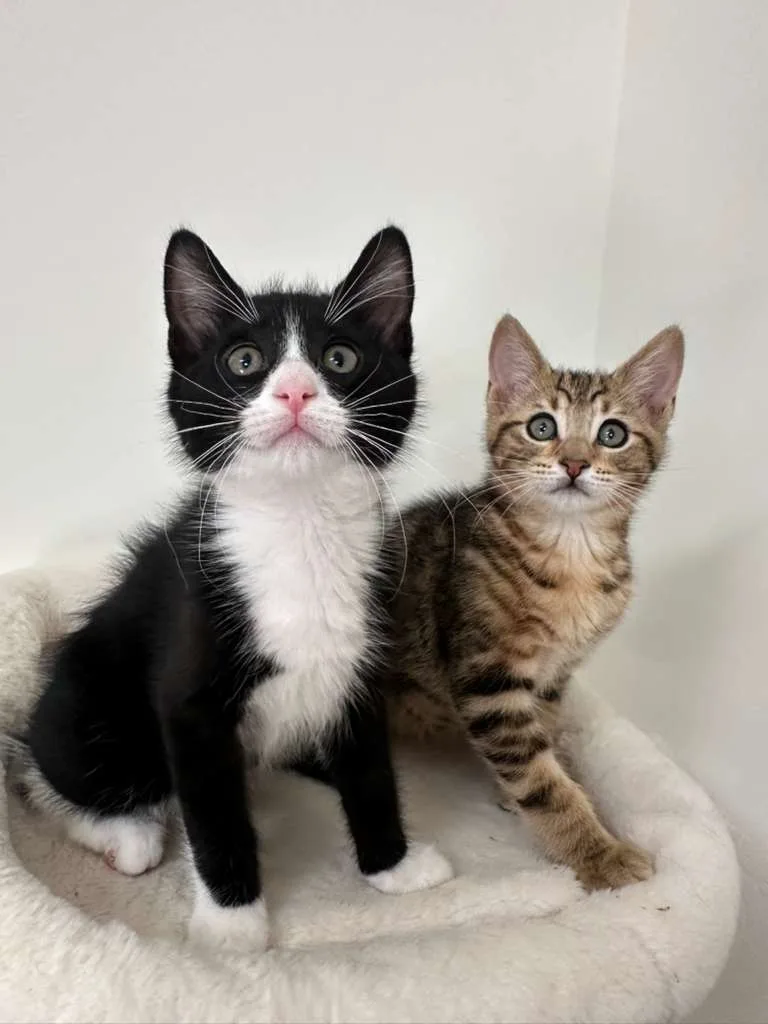 Parker (bonded w/ Dustin thumbnail 9