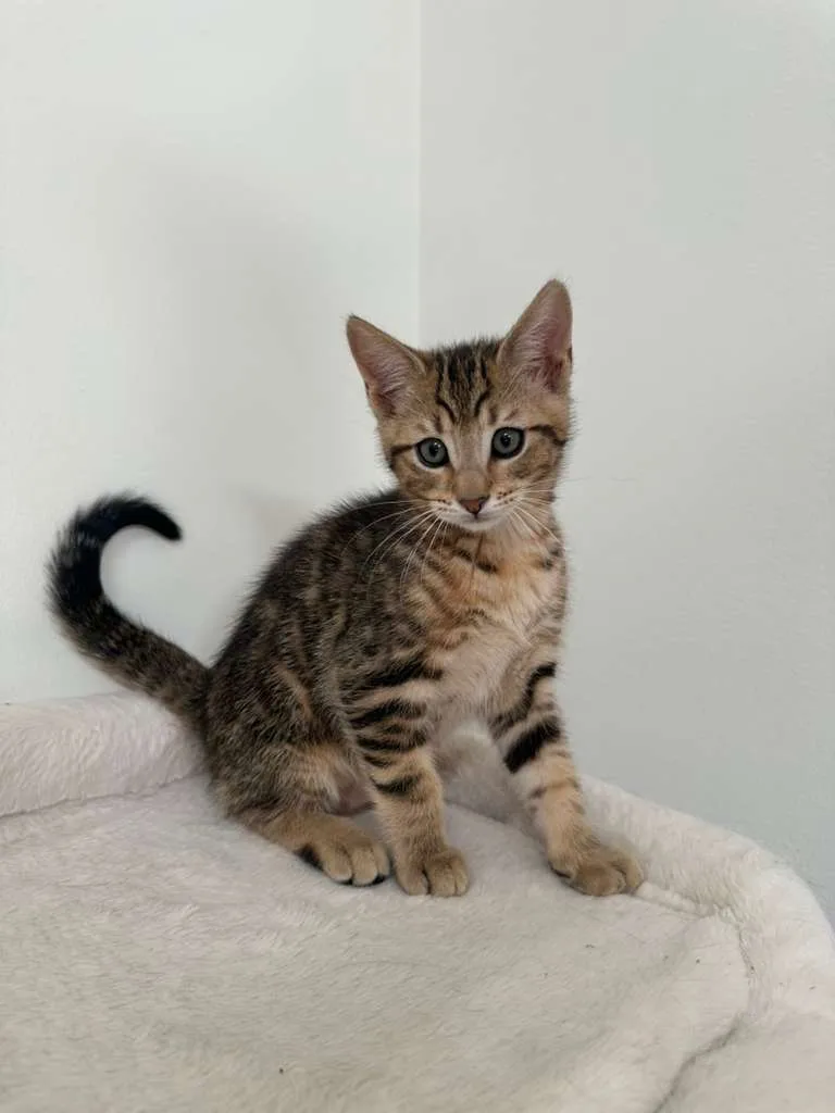 Dustin (bonded w/ Parker) thumbnail 4