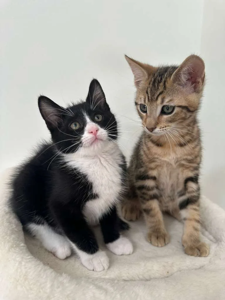 Dustin (bonded w/ Parker) thumbnail 8