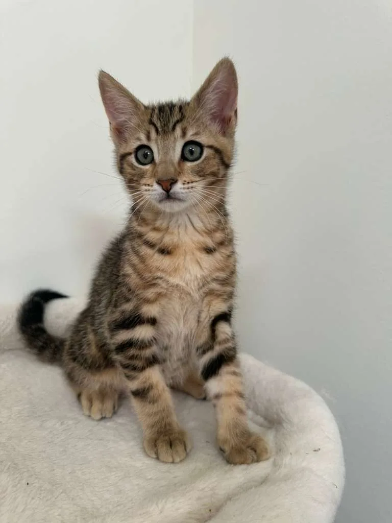 Dustin (bonded w/ Parker)