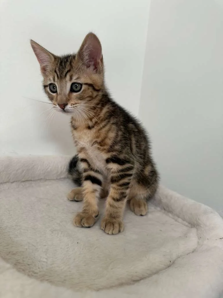 Dustin (bonded w/ Parker) thumbnail 3