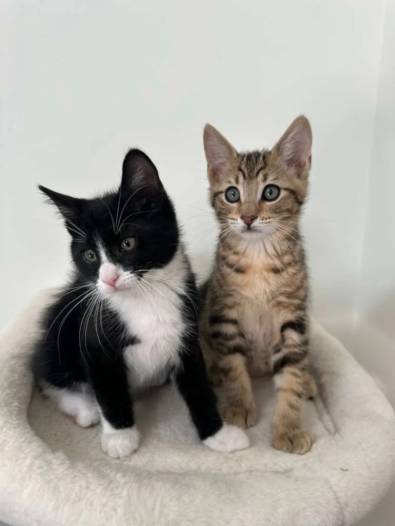 Dustin (bonded w/ Parker) thumbnail 6