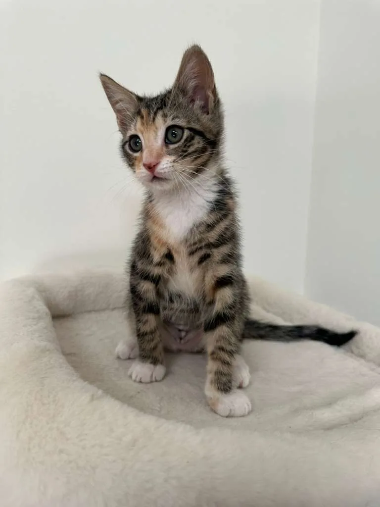 Megan (bonded w/ Hudson) thumbnail 3