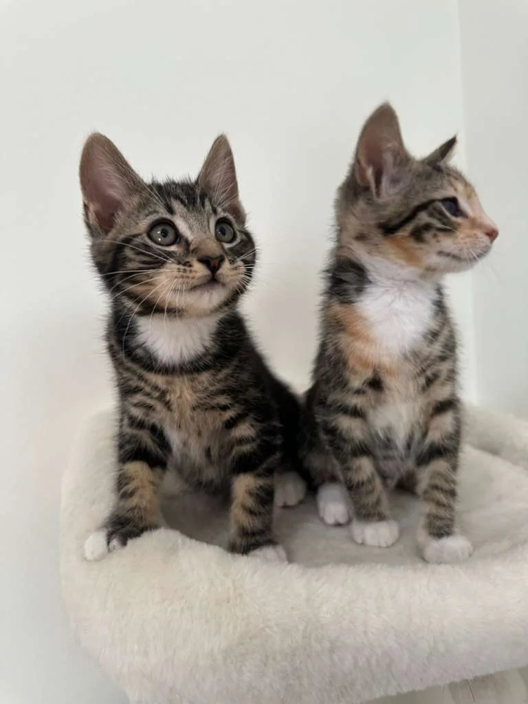 Megan (bonded w/ Hudson) thumbnail 6