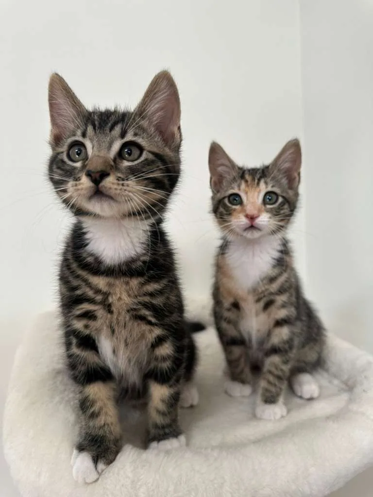 Megan (bonded w/ Hudson) thumbnail 7