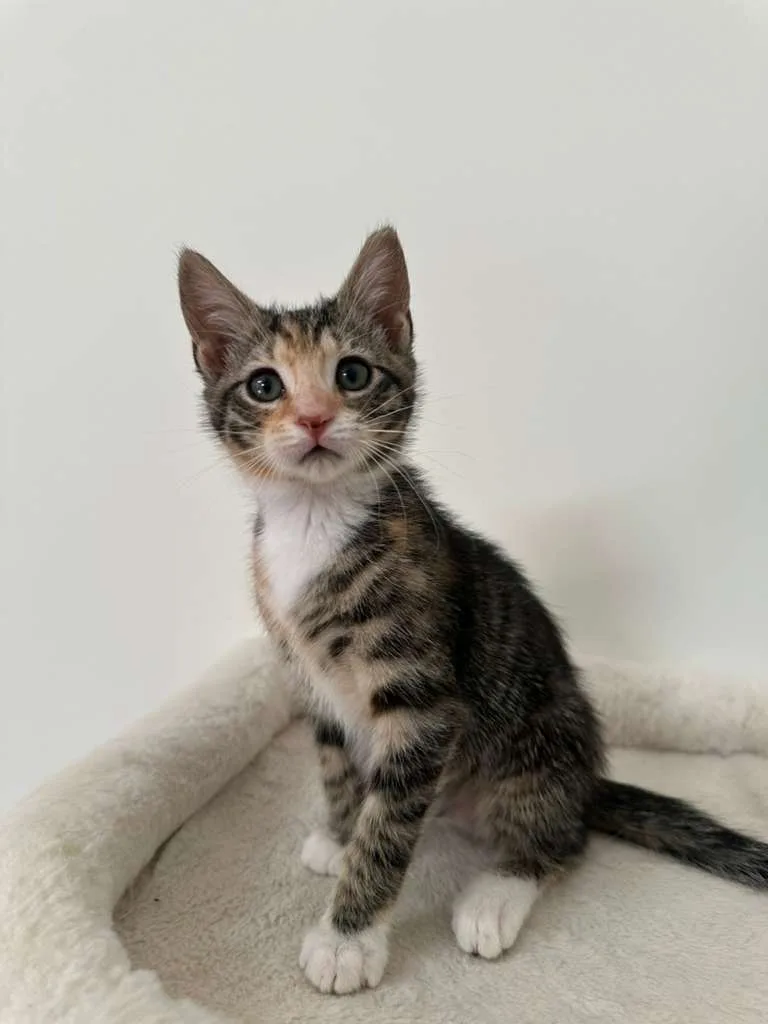 Megan (bonded w/ Hudson) thumbnail 2