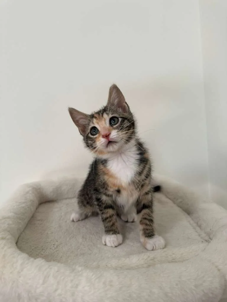 Megan (bonded w/ Hudson) thumbnail 4