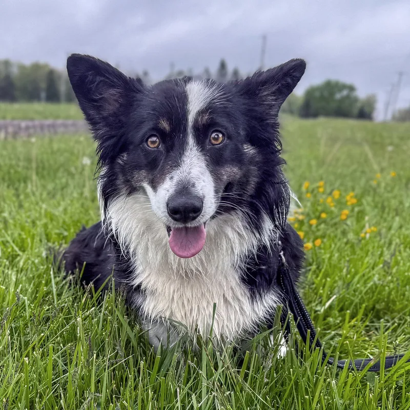 A young medium-sized female Black Border Collie dog named Roxy for adoption in Ashland, OH