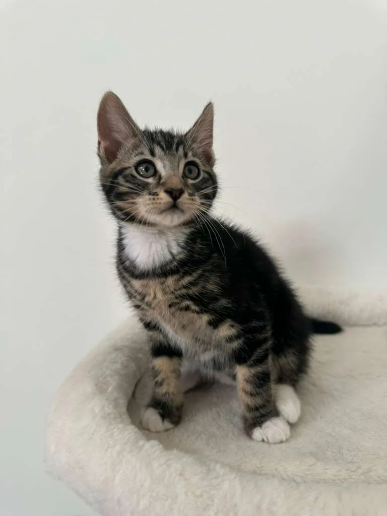 Hudson (bonded w/ Megan) thumbnail 4