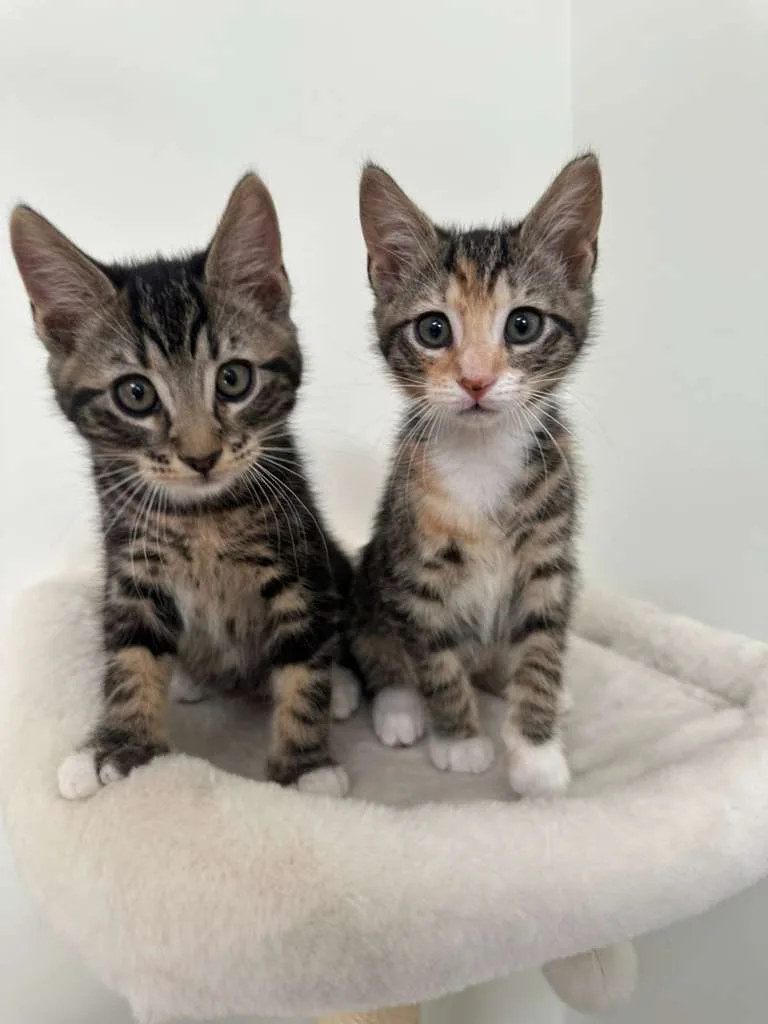 Hudson (bonded w/ Megan) thumbnail 3