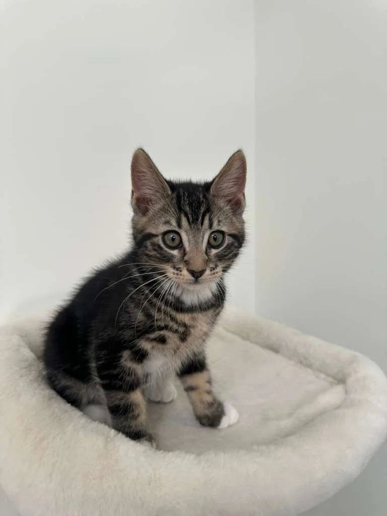 Hudson (bonded w/ Megan) thumbnail 5